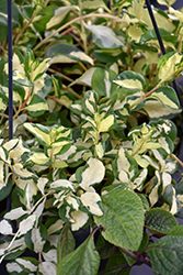 Wojo's Jem Periwinkle (Vinca maculata 'Wojo's Jem') at Lakeshore Garden Centres