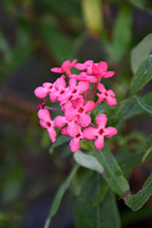 Panama Rose (Rondeletia leucophylla) at Lakeshore Garden Centres