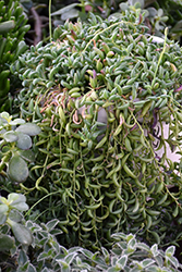 String of Bananas (Senecio radicans) at Golden Acre Home & Garden