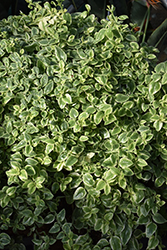 Proven Accents Mezoo Trailing Red Livingstone Daisy (Mesembryanthemum 'Mesbicla') at Lakeshore Garden Centres