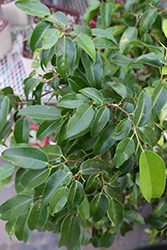 Mini Amstel Weeping Fig (Ficus benjamina 'Mini Amstel') at Golden Acre Home & Garden
