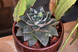 Echeveria purpusorum (Echeveria purpusorum) at Lakeshore Garden Centres