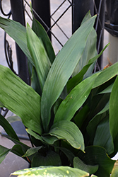 Cast Iron Plant (Aspidistra elatior) at Peter Knippel Garden Centre