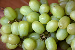 Green Seedless Grape (Vitis 'Green Seedless') at Lakeshore Garden Centres