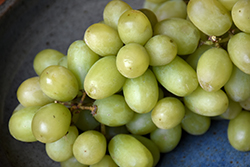 Thompson Seedless Grape (Vitis 'Thompson Seedless') at Lakeshore Garden Centres