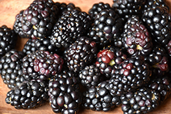 Prime-Ark Freedom Blackberry (Rubus 'APF-153T') at Lakeshore Garden Centres