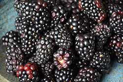 Apache Blackberry (Rubus 'Apache') at Lakeshore Garden Centres