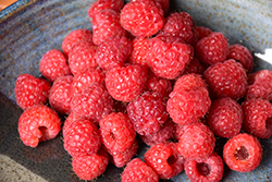 Summit Raspberry (Rubus 'Summit') at Lakeshore Garden Centres