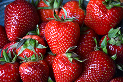 Albion Strawberry (Fragaria 'Albion') at Peter Knippel Garden Centre