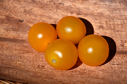 Sungold Tomato (Solanum lycopersicum 'Sungold') at Golden Acre Home & Garden