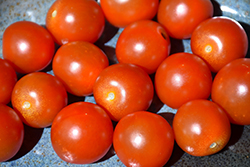 Sweet 100 Tomato (Solanum lycopersicum 'Sweet 100') at Golden Acre Home & Garden