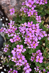 Compinkie Rock Cress (Arabis caucasica 'Compinkie') at Lakeshore Garden Centres