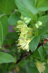 Boreal Beauty Honeyberry (Lonicera caerulea 'Boreal Beauty') at Lakeshore Garden Centres