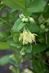 Honeybee Honeyberry (Lonicera caerulea 'Honeybee') at Peter Knippel Garden Centre