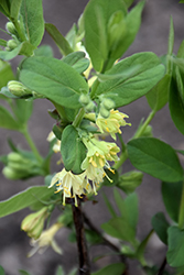 Boreal Blizzard Honeyberry (Lonicera caerulea 'Boreal Blizzard') at Lakeshore Garden Centres