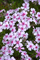 Coral Eye Moss Phlox (Phlox subulata 'Coral Eye') at Lakeshore Garden Centres