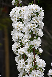 Kerr Apple-Crab (Malus 'Kerr') at Lakeshore Garden Centres