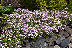 Coral Eye Moss Phlox (Phlox subulata 'Coral Eye') at Lakeshore Garden Centres