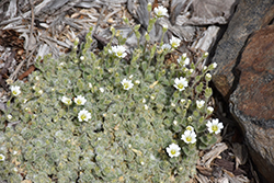 Wooly Alpine Mouse Ears (Cerastium alpinum 'var. lanatum') at Lakeshore Garden Centres