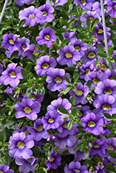 Cabaret Sky Blue Calibrachoa (Calibrachoa 'Balcabsklu') at Lakeshore Garden Centres