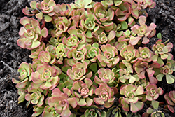 Pink Form Southern Stonecrop (Sedum nevii 'Pink Form') at Lakeshore Garden Centres