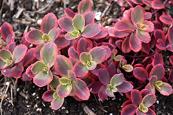 Sunsparkler Wildfire Stonecrop (Sedum 'Wildfire') at Peter Knippel Garden Centre
