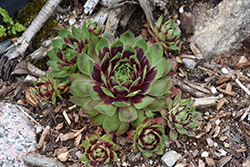 Killer Hens And Chicks (Sempervivum 'Killer') at Lakeshore Garden Centres