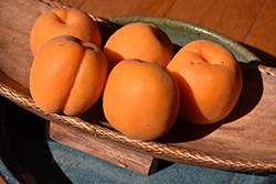 Blenheim Apricot (Prunus armeniaca 'Blenheim') at Lakeshore Garden Centres