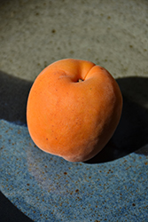 Chinese Apricot (Prunus armeniaca 'Chinese') at Lakeshore Garden Centres