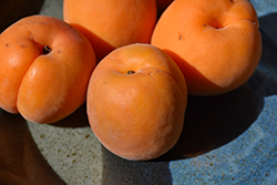 Katy Apricot (Prunus armeniaca 'Katy') at Lakeshore Garden Centres