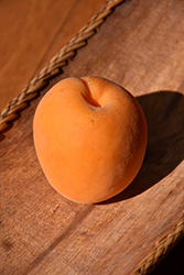 Puget Gold Apricot (Prunus armeniaca 'Puget Gold') at Lakeshore Garden Centres