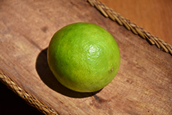 Bearss Lime (Citrus x latifolia 'Bearss') at Lakeshore Garden Centres