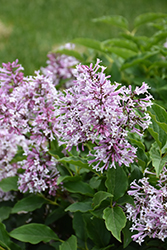 Little Lady Lilac (Syringa 'Jeflady') at Golden Acre Home & Garden