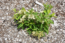Lil' Ditty Witherod Viburnum (Viburnum cassinoides 'SMNVCDD') at Lakeshore Garden Centres