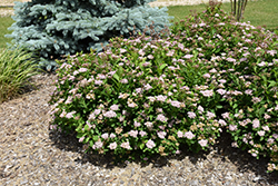 Pink Parasols Spiraea (Spiraea fritschiana 'Pink Parasols') at Lakeshore Garden Centres