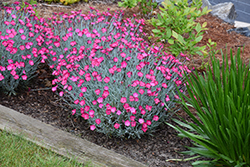 Wicked Witch Pinks (Dianthus gratianopolitanus 'Wicked Witch') at Golden Acre Home & Garden