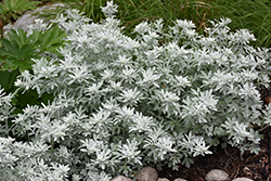Silver Brocade Artemisia (Artemisia stelleriana 'Silver Brocade') at Mainescape Nursery
