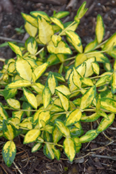 Illumination Periwinkle (Vinca minor 'Illumination') at Peter Knippel Garden Centre