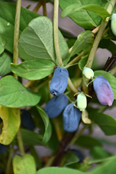 Honeybee Honeyberry (Lonicera caerulea 'Honeybee') at Peter Knippel Garden Centre