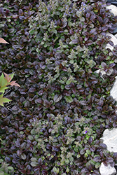 Mahogany Bugleweed (Ajuga reptans 'Mahogany') at Peter Knippel Garden Centre