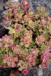 Pink Form Southern Stonecrop (Sedum nevii 'Pink Form') at Lakeshore Garden Centres