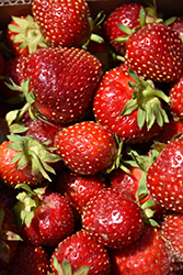 Sparkle Strawberry (Fragaria 'Sparkle') at Lakeshore Garden Centres