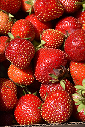 Fort Laramie Strawberry (Fragaria 'Fort Laramie') at Lakeshore Garden Centres