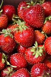 Honeoye Strawberry (Fragaria 'Honeoye') at Lakeshore Garden Centres