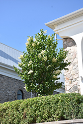 Ivory Pillar Japanese Tree Lilac (Syringa reticulata 'Willamette') at Golden Acre Home & Garden