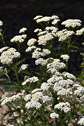 Common Yarrow (Achillea millefolium) at Green Thumb Garden Centre