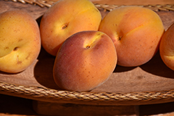 Rival Apricot (Prunus armeniaca 'Rival') at Lakeshore Garden Centres