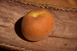 Flavor Giant Apricot (Prunus armeniaca 'Flavor Giant') at Lakeshore Garden Centres