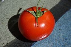 Early Girl Tomato (Solanum lycopersicum 'Early Girl') at Golden Acre Home & Garden
