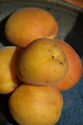Autumn Royal Apricot (Prunus armeniaca 'Autumn Royal') at Lakeshore Garden Centres